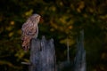 Owl in the spruce tree forest habitat, Slovakia. Ural Owl, Strix uralensis, sitting on tree branch, in green leaves oak forest, Royalty Free Stock Photo