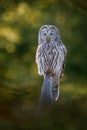 Owl in the spruce tree forest habitat, Slovakia. Ural Owl, Strix uralensis, sitting on tree branch, in green leaves oak forest, Royalty Free Stock Photo