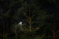 Owl in the spruce tree forest habitat, Sumava NP, Czech Republic. Ural Owl, Strix uralensis, sitting on tree branch, in green