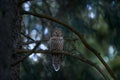 Owl in the spruce tree forest habitat, Sumava NP, Czech Republic. Ural Owl, Strix uralensis, sitting on tree branch, in green