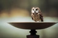 An owl standing on a bird bath AI generated Royalty Free Stock Photo