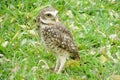 Owl standing on grass Royalty Free Stock Photo