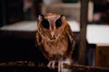 An owl standing on its cage. Royalty Free Stock Photo