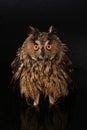 Owl standing in water Royalty Free Stock Photo