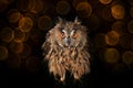 Owl standing in the water at night in swamp Royalty Free Stock Photo