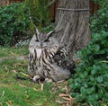 Owl staredown Royalty Free Stock Photo