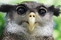 An Owl Royalty Free Stock Photo