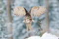 Owl start from snow. Flying Eurasian Eagle owl with open wings with snow flake in snowy forest during cold winter. Wildlife Europe Royalty Free Stock Photo