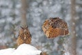 Owl Starts From Snow. Flying Eurasian Eagle Owl With Open Wings In Snowy Forest During Cold Winter. Two Bird In The Nature.
