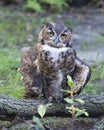 Owl stock photos. Owl perched on a branch displaying brown feather plumage with a blur background in its environment and habitat Royalty Free Stock Photo