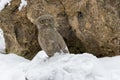 Owl stone statue in snow against rock. Falcon bird monument. Wisdom symbol.