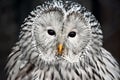 Owl Strix Uralensis Macroura Head Portrait Stock Photo