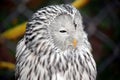 Owl Strix Uralensis Macroura Head Portrait Stock Photo