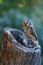 Owl at sunrise. Boreal owl, Aegolius funereus, perched on decayed trunk. Typical small owl with big yellow eyes