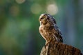 Owl at sunrise. Boreal owl, Aegolius funereus, perched on decayed trunk. Typical small owl with big yellow eyes in morning