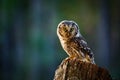 Owl at sunrise. Boreal owl, Aegolius funereus, perched on decayed trunk. Typical small owl with big yellow eyes in morning