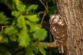 Owl at sunrise. Boreal owl, Aegolius funereus, perched on oak branch. Typical small owl with big yellow eyes in first morning sun