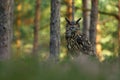 Owl at sunrise. Eurasian eagle owl, Bubo bubo, perched in moor in colorful pine forest. Beautiful owl with orange eyes and tufts.