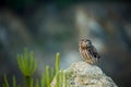 Owl at sunrise. Little owl, Athene noctua, perched on stone in first morning sunrays. Wild owl of Athena masking in habitat