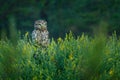 Owl at sunrise. Little owl, Athene noctua, perched in yellow flowers. Owl of Athena masking in natural habitat.