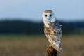 Owl after sunset. Barn owl, Tyto alba, perched on old wooden fence in fields, waiting for prey. Owl with heart-shaped face.