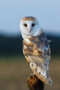 Owl after sunset. Barn owl, Tyto alba, perched on old wooden fence in fields, waiting for prey. Owl with heart-shaped face