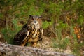 Owl at sunset. Eurasian eagle owl, Bubo bubo, perched on rotten trunk in pine forest. Beautiful owl with orange eyes and tufts.