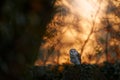 Owl sunset. Magic bird Barn owl, Tyto alba, flying above stone fence in forest cemetery. Wildlife scene from nature.Owl - Urban