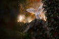 Owl sunset. Magic bird Barn owl, Tyto alba, flying above stone fence in forest cemetery. Wildlife scene from nature.Owl - Urban