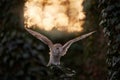 Owl sunset. Magic bird Barn owl, Tyto alba, flying above stone fence in forest cemetery. Wildlife scene from nature.Owl - Urban