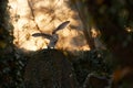 Owl sunset. Magic bird Barn owl, Tyto alba, flying above stone fence in forest cemetery. Wildlife scene from nature.Owl - Urban