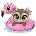 Owl in swimming on pool ring inflatable flamingo