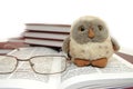 Owl a symbol of wisdom and knowledge Royalty Free Stock Photo