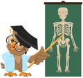 Owl teacher. Anatomy Lesson, the study of the human skeleton