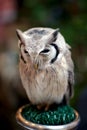 Owl from forest in Thailand 9 Royalty Free Stock Photo