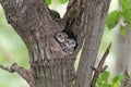 Owl, Three spotted owlet Athene brama in tree hollow