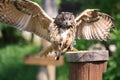 Owl about to land Royalty Free Stock Photo