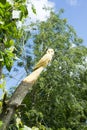 Owl tree engraving in tarbert park