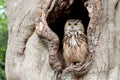Owl in a tree hollow Royalty Free Stock Photo