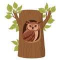 Owl in tree hollow. Cartoon forest bird sitting in oak nest, owl bird sit in woods house, wildlife bird flat vector illustration Royalty Free Stock Photo