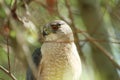 Coopers Hawk in tree