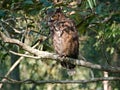 Owl perched on a tree in Baton Rouge, Louisiana