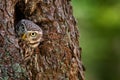Owl in the tree nest hole. Little Owl, Athene noctua, in the nest hole, forest in central Europe, portrait of small bird in the na Royalty Free Stock Photo