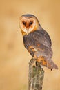 Owl on tree trunk in meadow. Barn owl, Tito alba, nice bird sitting on stone fence, evenig light, nice blurred light green the bac Royalty Free Stock Photo