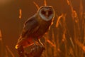 Owl on tree trunk in meadow. Barn owl, Tito alba, nice bird sitting on stone fence, evening light, nice blurred light green the ba