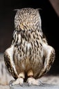 Owl with turned head