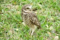 Owl with turned head on grass Royalty Free Stock Photo