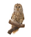 Owl ural owl, strix sitting on a branch isolated on white background