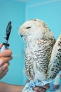 Owl at vet Royalty Free Stock Photo