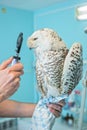 Owl at vet Royalty Free Stock Photo